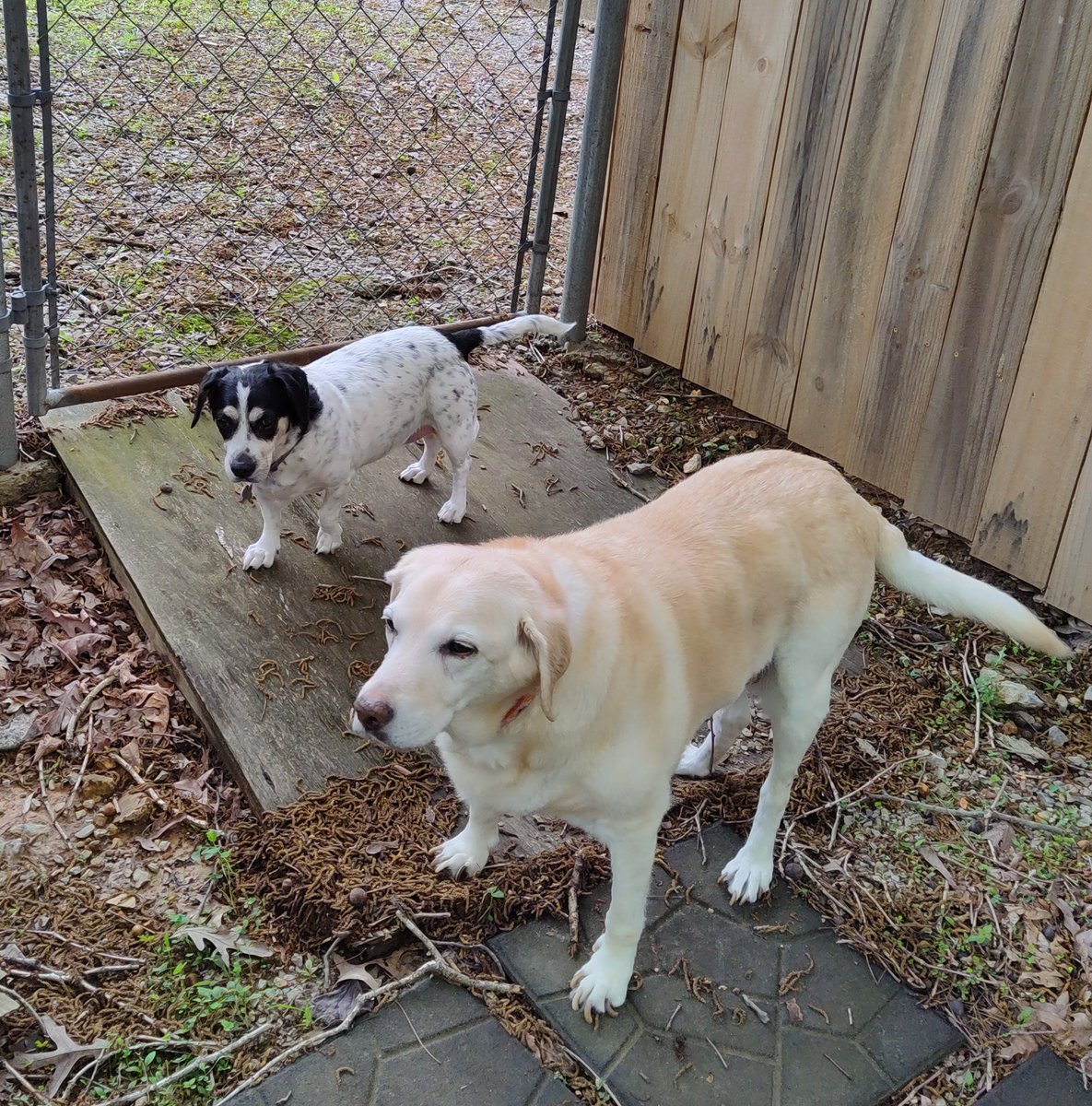 Sweet pea, Ginger's best friend is with us today. Having some girl time.😊