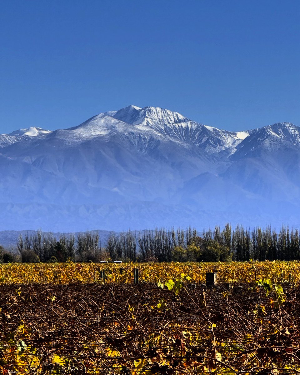 alevigilmalbec's tweet image. Mendoza en sábado