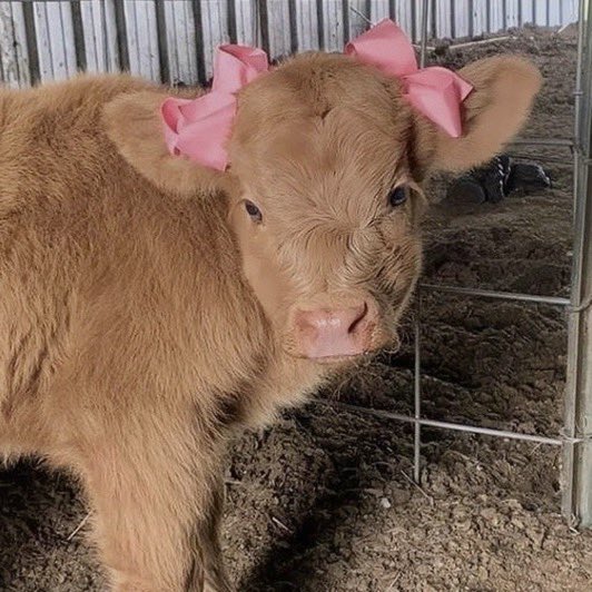 cow with pink bows 🎀