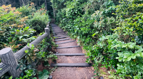 森の小道を散歩して、自然の新鮮さと静けさを感じてください。