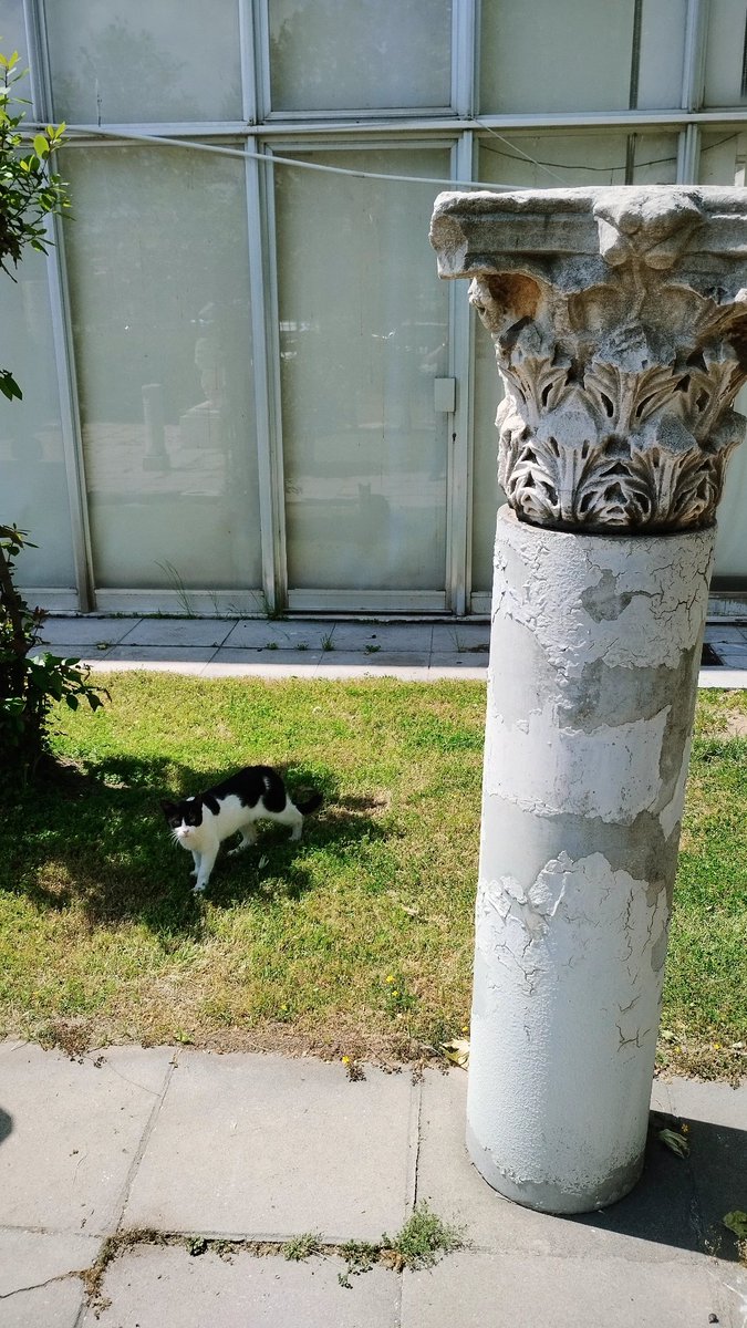 DimitrisAtticus's tweet image. A cute fellow roaming through the Archaeological Museum of Kavala, #Greece. #Caturday