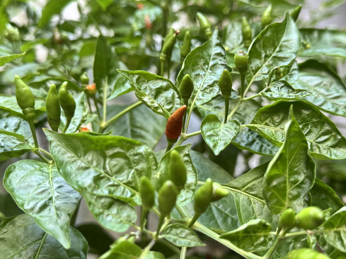 ThienLamVuBinh's tweet image. Như những quả ớt này, nhìn thì đẹp, mướt mát nhưng ăn thì rất cay. Và đặc biệt không hợp với 1 kẻ không biết ăn cay như mình. 
Chỉ để ngắm để nhìn, lâu lâu khoe chứ không phải để ăn :).
Việc ngắm nhiều khi cũng sẽ nhanh chán :)
#xàmxàm
#saigonnongnensaynang