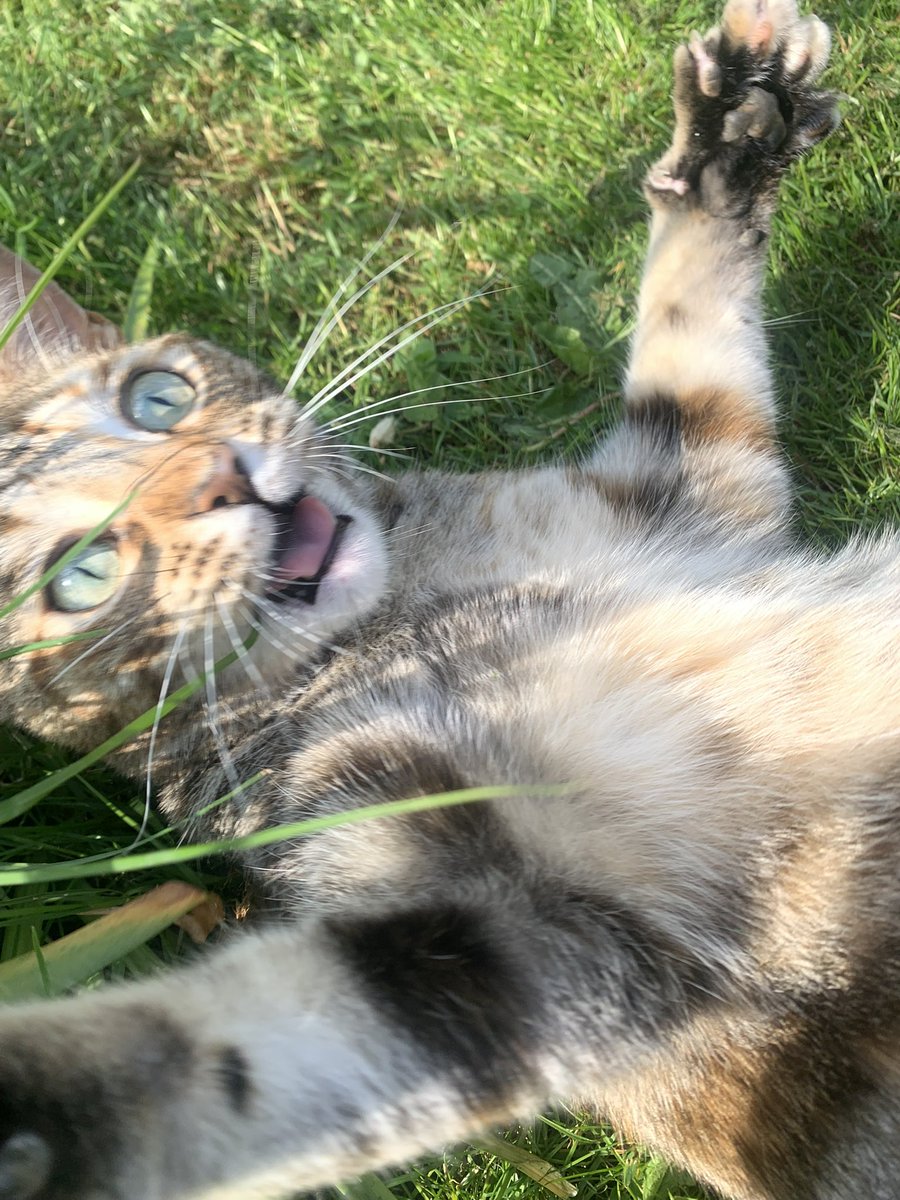 Dolly the cat…..