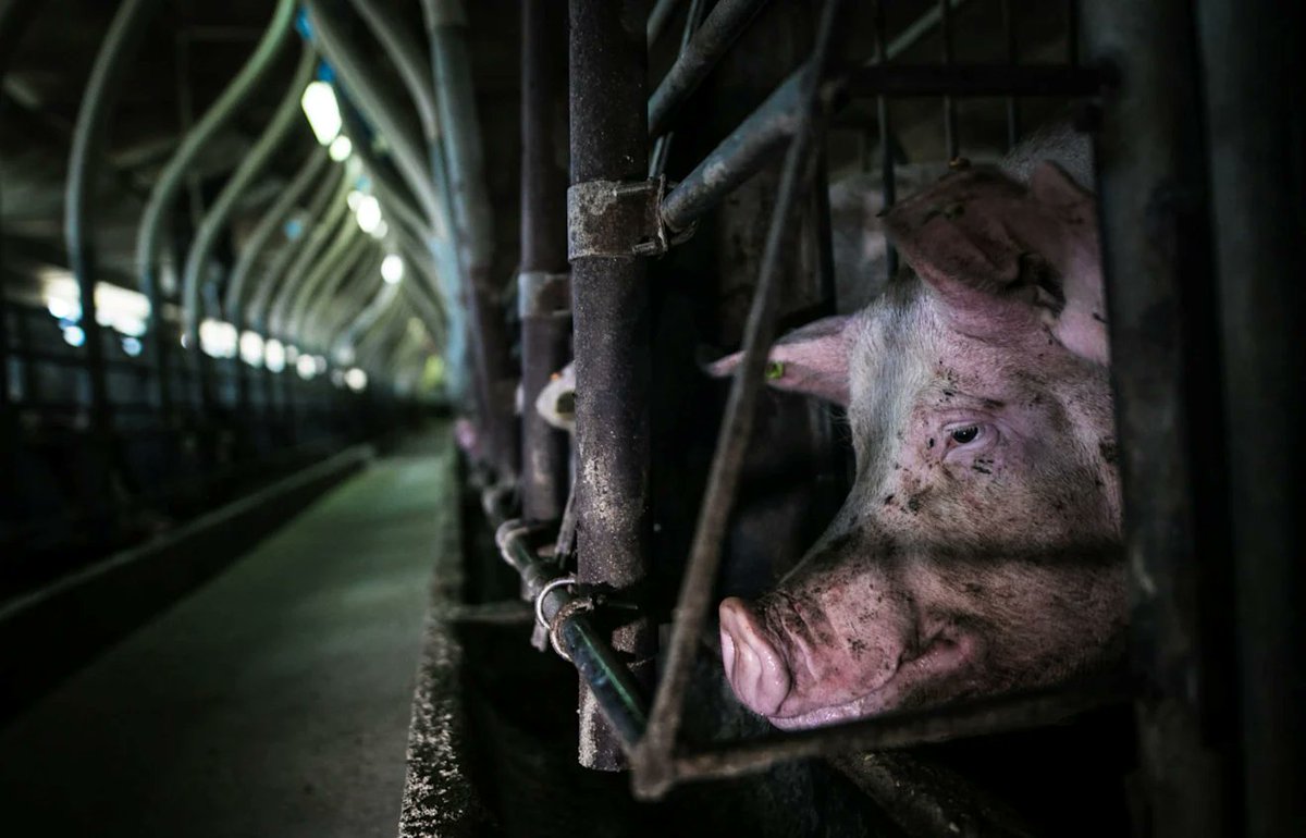 Cécile Schmitter (@schmittercecile) on Twitter photo <a href="/Paul_Vegano/">𝐏𝐚ú𝐥 el Vegano</a> The meat industry repeatedly impregnates female pigs so it can raise and kill their newborn piglets. These female pigs will spend their entire pregnancies trapped in a “gestation crate”—a metal cage that is so tight, a pig can’t even turn around.
thehumaneleague.org/article/pig-ge… <a href="/Paul_Vegano/">𝐏𝐚ú𝐥 el Vegano</a> The meat industry repeatedly impregnates female pigs so it can raise and kill their newborn piglets. These female pigs will spend their entire pregnancies trapped in a “gestation crate”—a metal cage that is so tight, a pig can’t even turn around.
thehumaneleague.org/article/pig-ge…