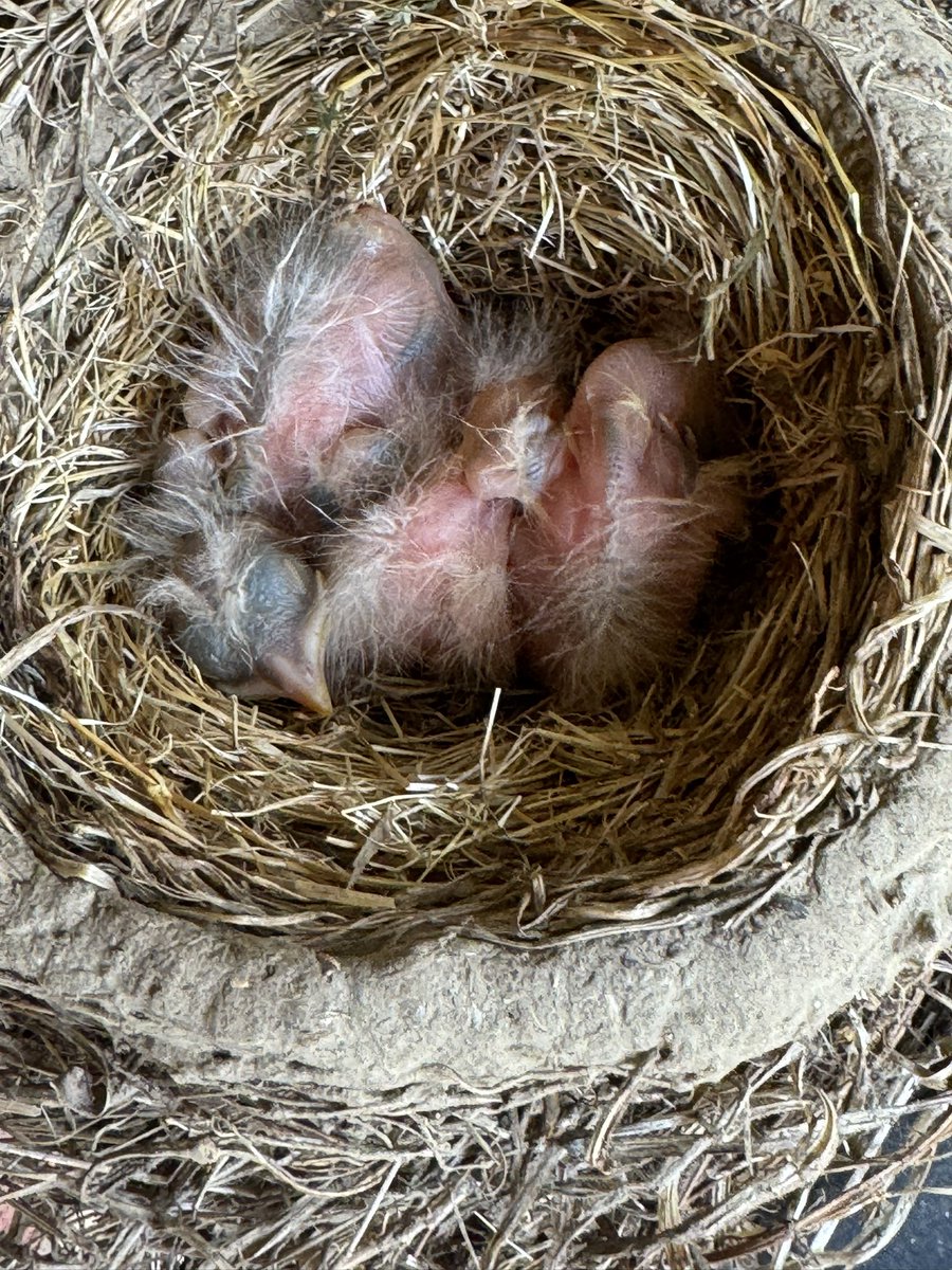 Fred Kray Author BROKEN-Suspicious Death of Alydar tweet media