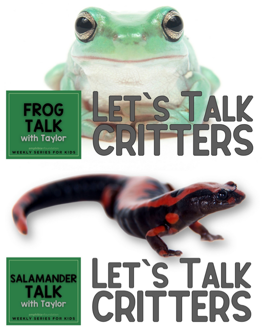 Amphibian Foundation tweet media