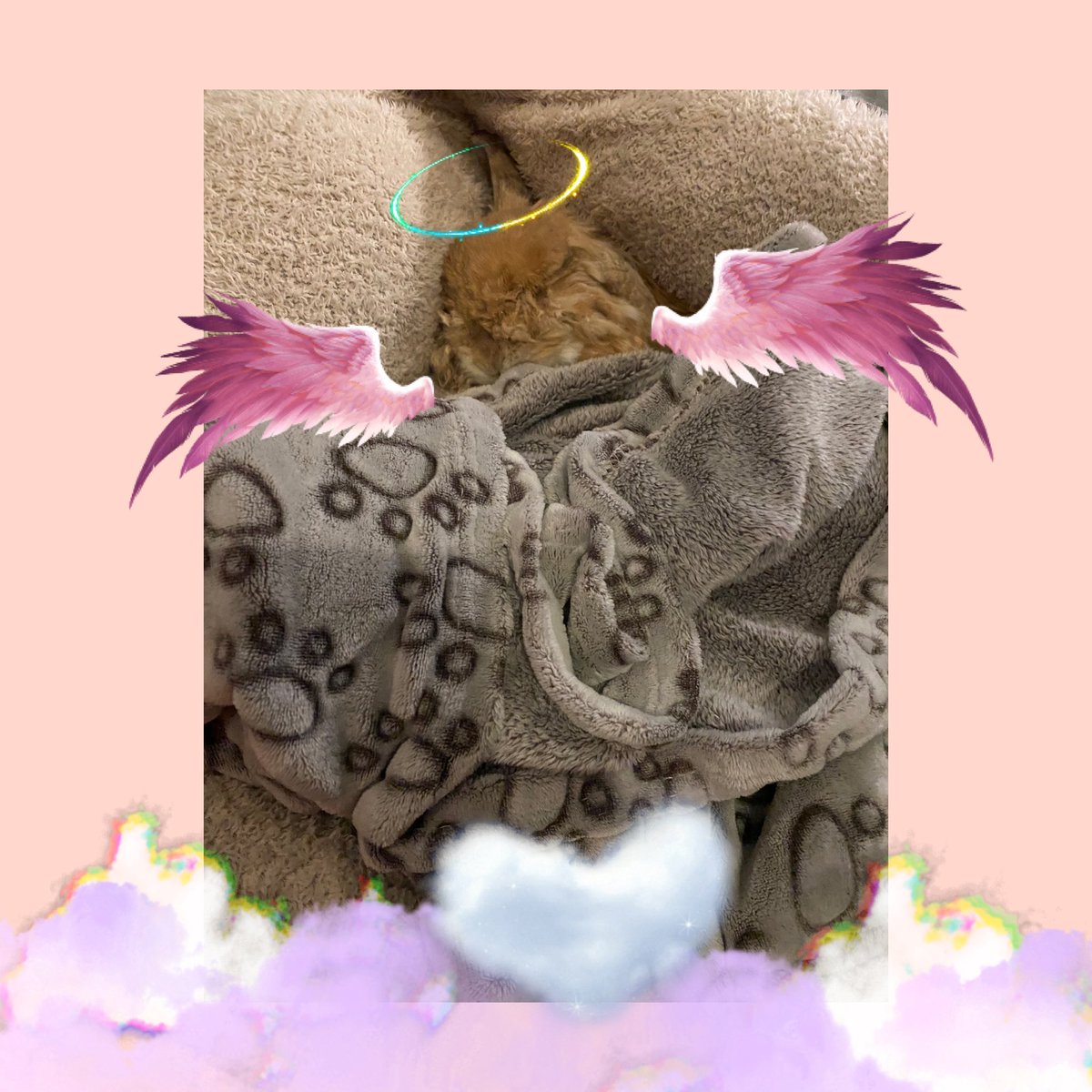 🐈‍⬛ Dory with 😇 angels Sage 🐰and Zoomer🐰 tweet media