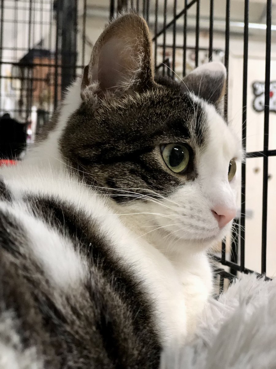 Это Джессика. Ей два года. В меру весёлая кошка, в надежде на то, что её заметят и возьмут в дом 🙏
Джессика любит других кошек, нуждается в терпении со стороны человека (прежде чем стать ласковой)
#джессика_убежище
СПб, БФ «Убежище»
+7-906-259-34-88