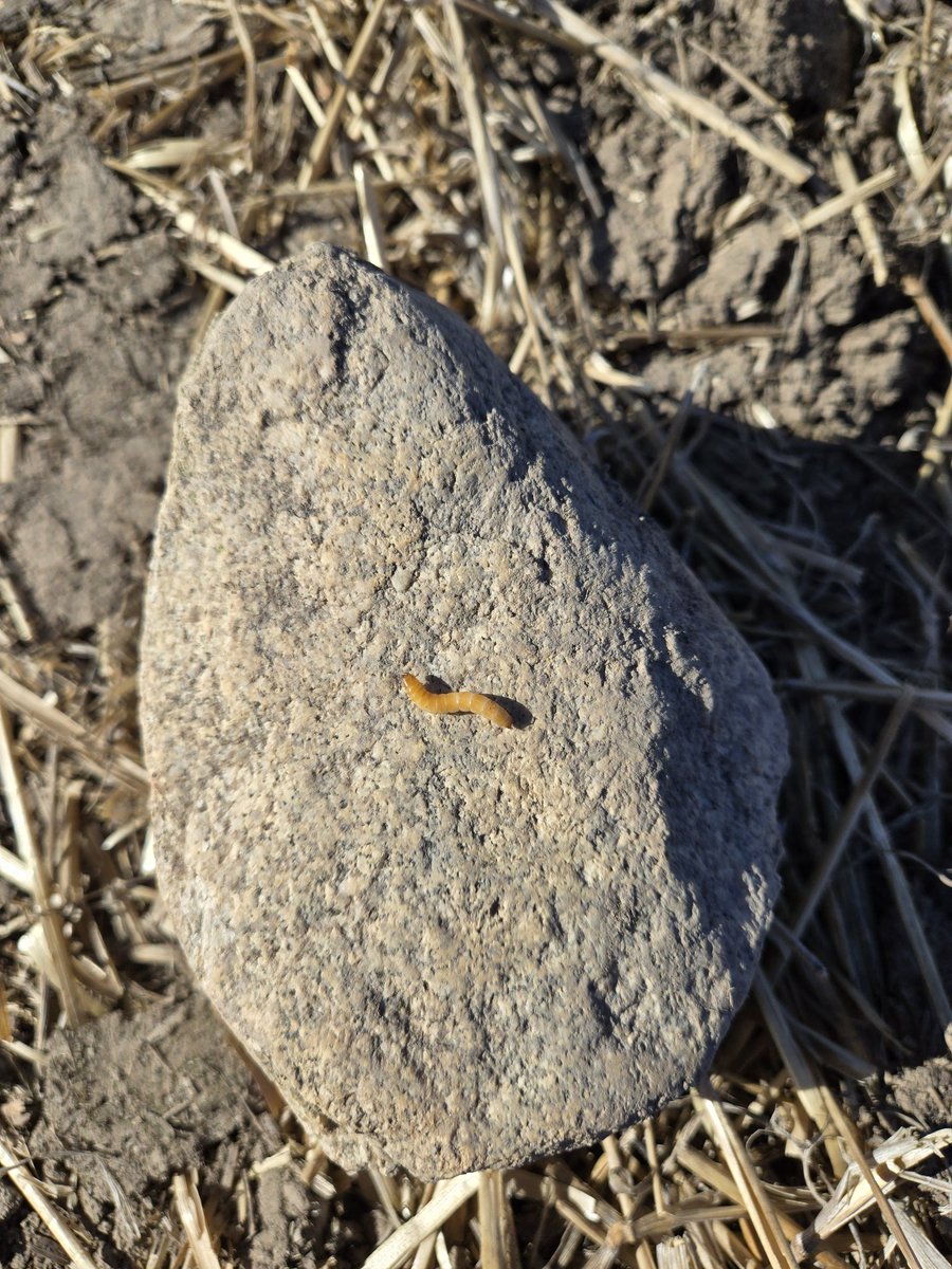 Crop check Saturday, things are coming along nicely, and I dug up a wireworm. Perfect time for a travel infomercial "hitch a ride, see the world they said, and I just go out and get smashed."