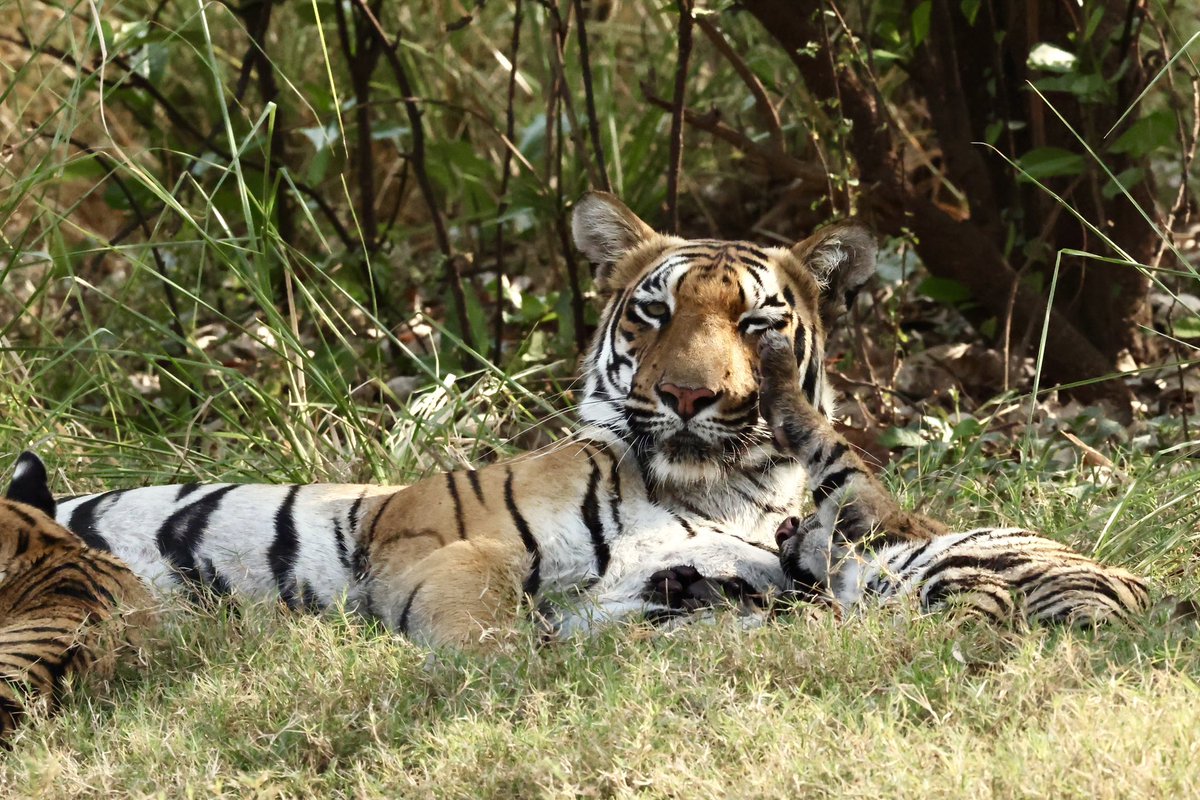Getting gentle punches and slaps from her cubs is all part of a Tiger Mom’s lazy afternoon