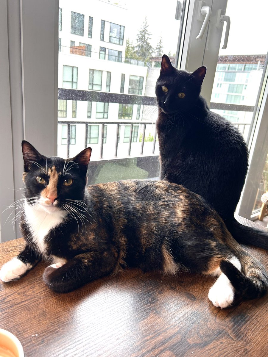 Your_In8_Power's tweet photo. Happy #Caturday from my #proofreaders #editors &amp; number 1 #critics , Peanut Butter &amp; Koa

#catdad #rescuecats #writerslife https://t.co/tz1fUXL1Ns