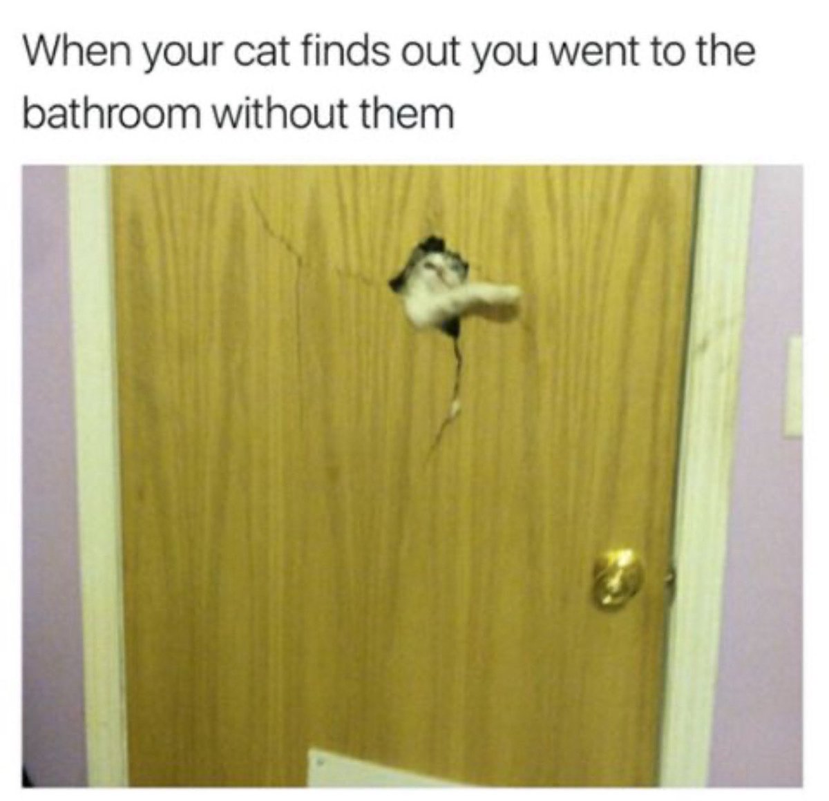 The Odd Cat Sanctuary tweet media