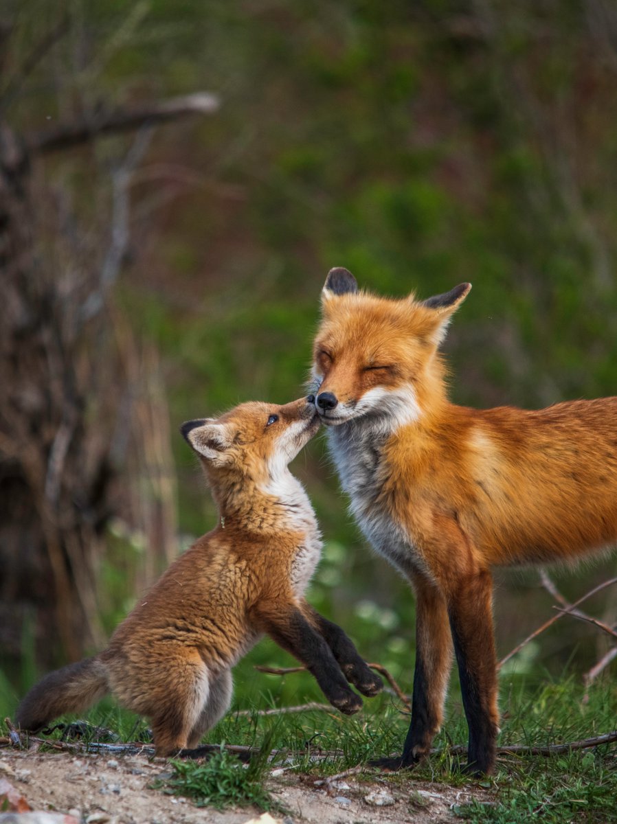 Showing mom ALL the love! ❤️ Happy Mother's Day!

📸: Belfalah Soufian

#fox #cub #forest #wildlife #MothersDay