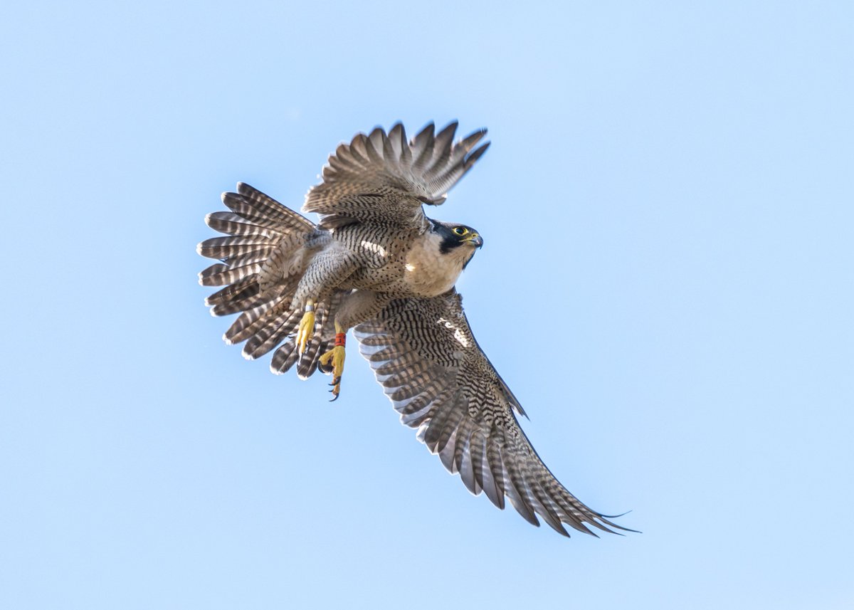 Female Peregrine Falcon L7 in action mode at University of Glasgow Gilmorehill.
