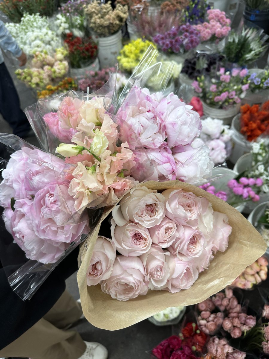 Huahua is the little angel who heals everything🌸