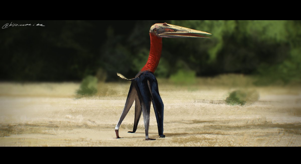 kyrazhuravel's tweet photo. Nipponopterus for day 6 #50daysofpterosaurs
#pterosaurs #paleoart https://t.co/PyziupX2j2