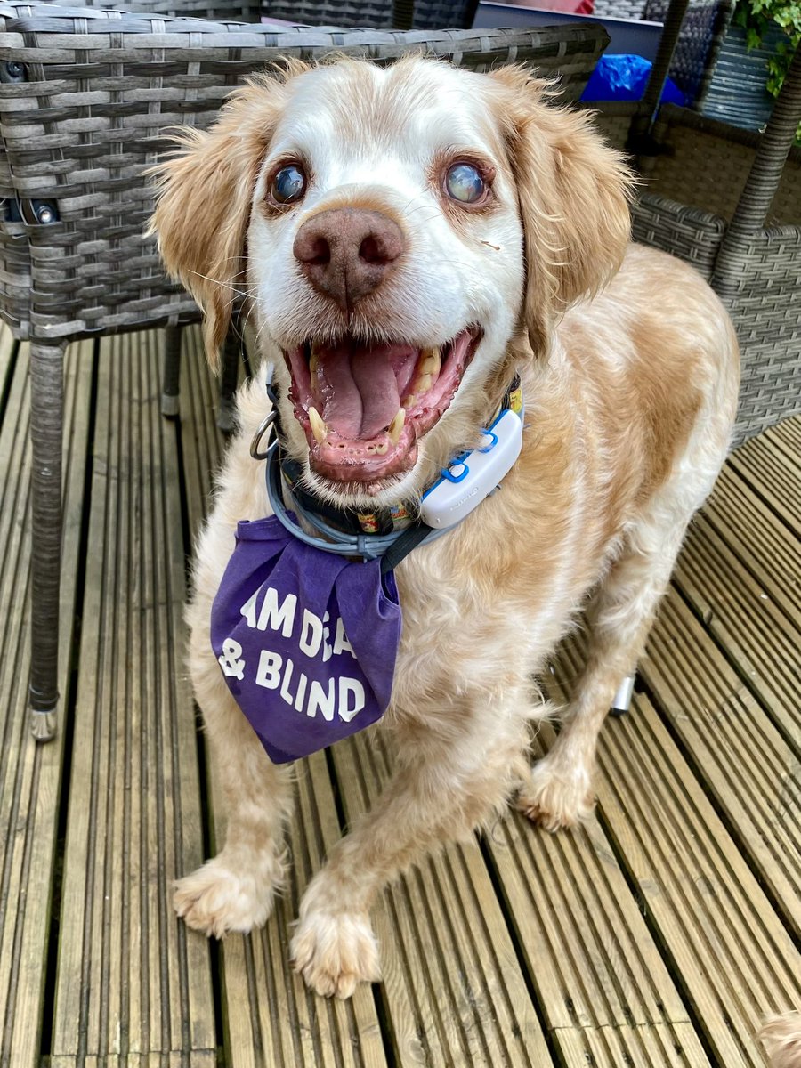 SpanielsSuper's tweet photo. @GalacticHero526 Ronnie is very much the #DogOfALifetime
#WeAdoreHim
#MiracleBoy https://t.co/JHIhjQ95gR