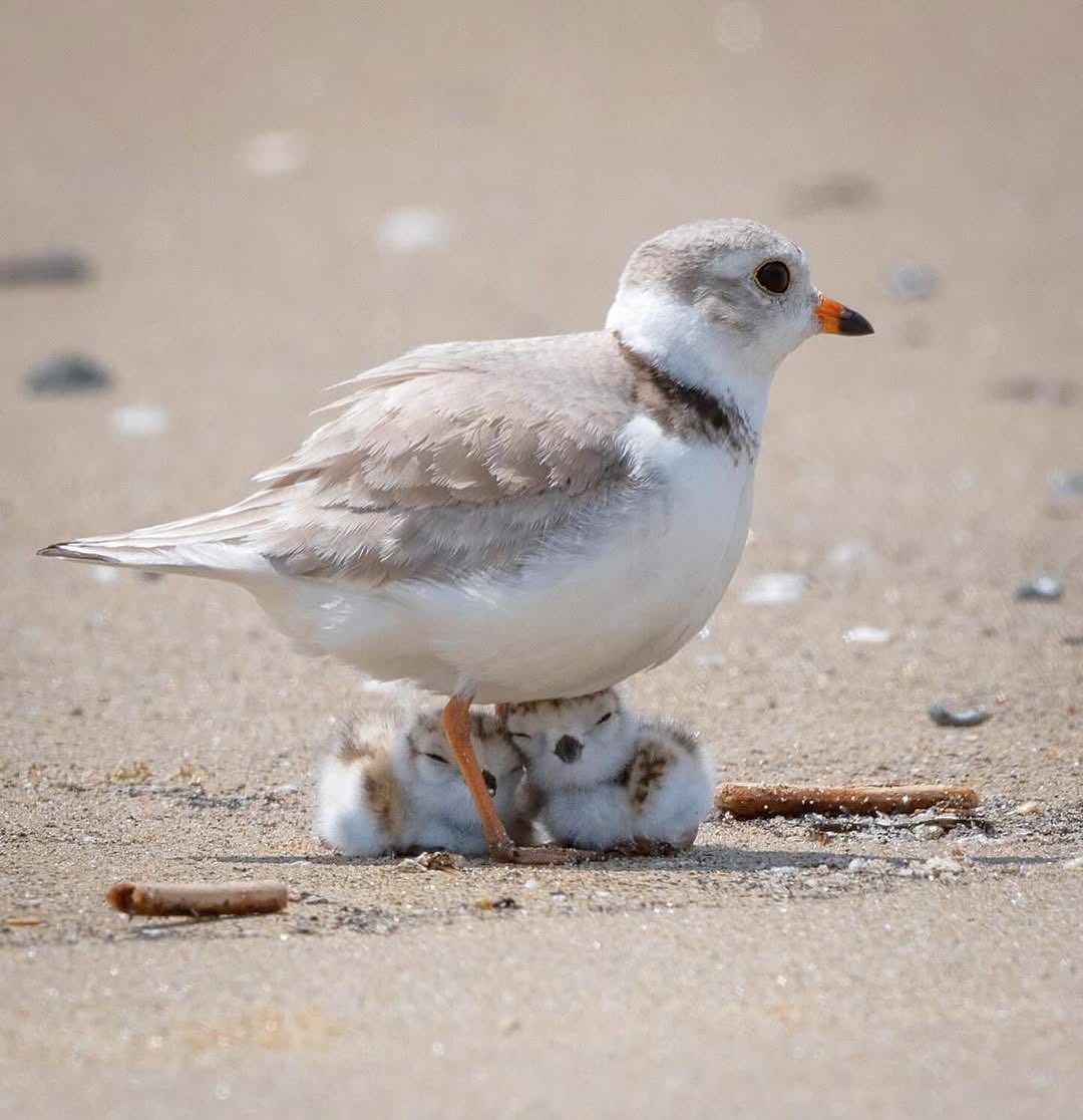“A mother’s love is unconditional, unbreakable and forever” 💞🌸💞 #NaturePhotography