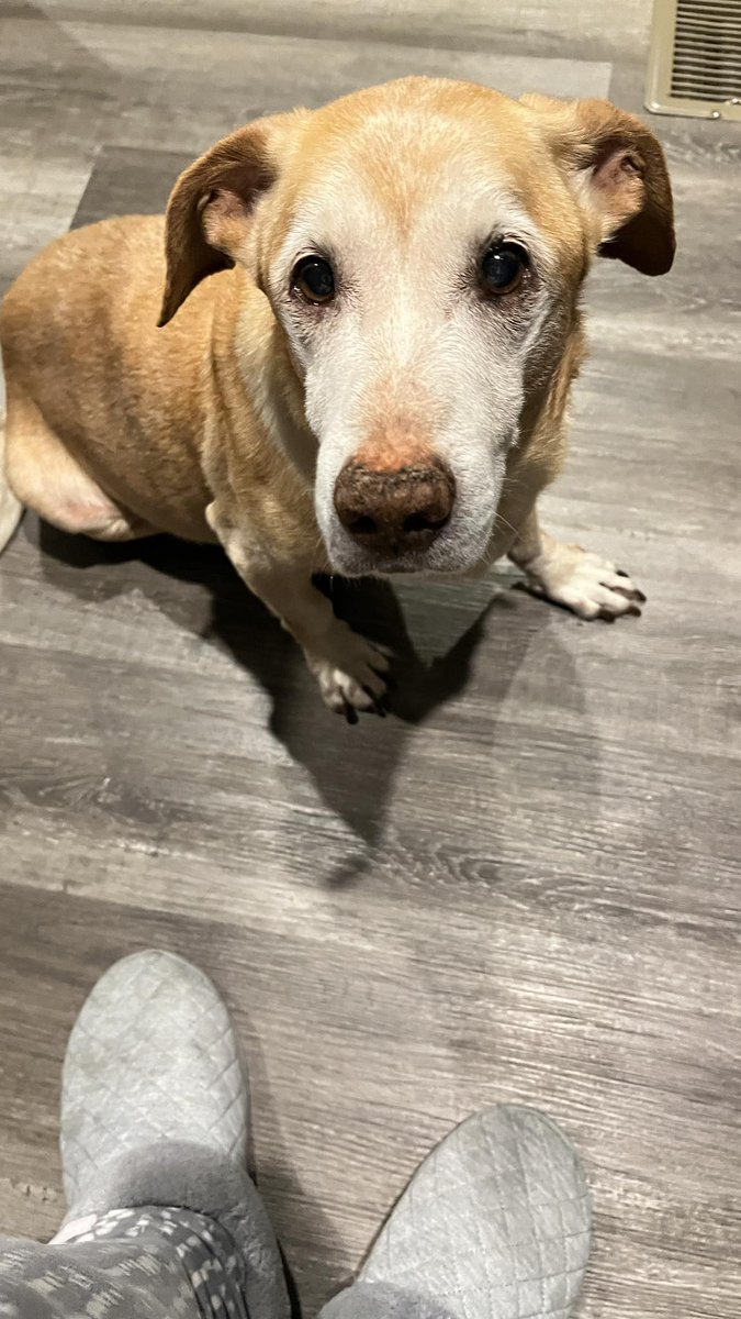 This is my BoBo. I’ve had him a little over 10 years. Neighbor gave him to me. He was never allowed inside. He’s such a good dog.
Vet said his labs were very poor. Kidneys, Liver and pancreas. Gave him the medicine they prescribed. I even would make his meals in the crockpot.