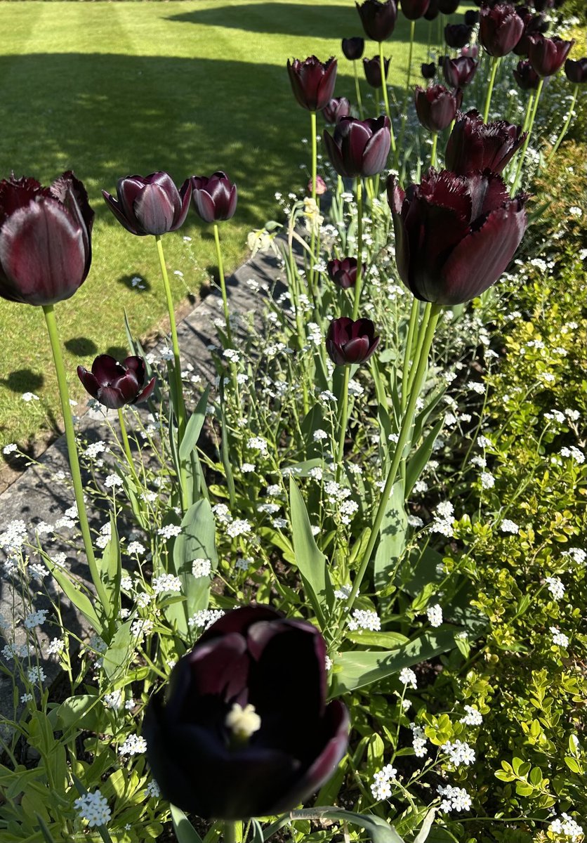 Some delights of ⁦<a href="/HolkerHall/">Holker Hall</a>⁩ , basking in the #Cumbrian sunshine 🌞 🥰