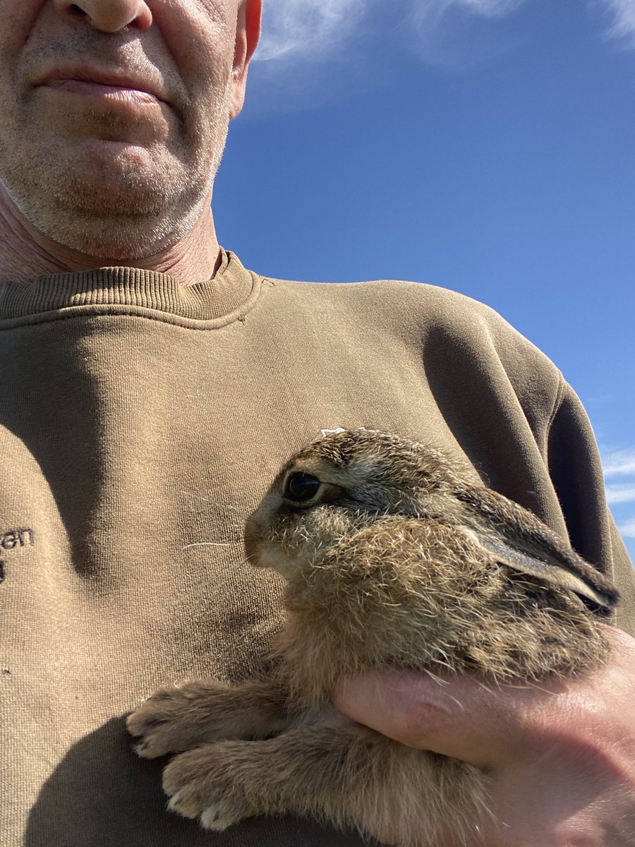 In het weekend even weer op de trekker bij Omgo Nieweg tijdens het maaien. 

Veel jonge hazen gered en om een paar nesten heen gemaaid. 

Deze jonge haas werd aangevallen door een stuk of vijf zwarte kraaien, maar ik was er op tijd bij en kon hem weer onder een plak gemaaid riet