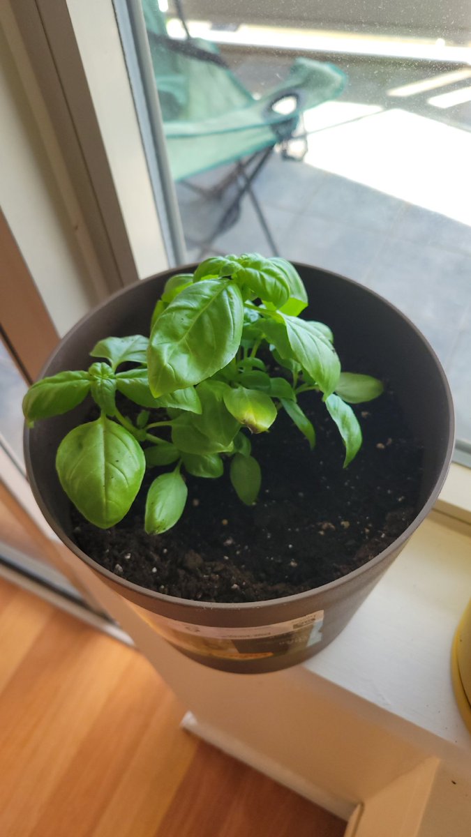 IshanLamba703's tweet image. Life update, my girlfriend and I have decided to take up growing herbs in our apartment.
I present to you... Basil Tuten