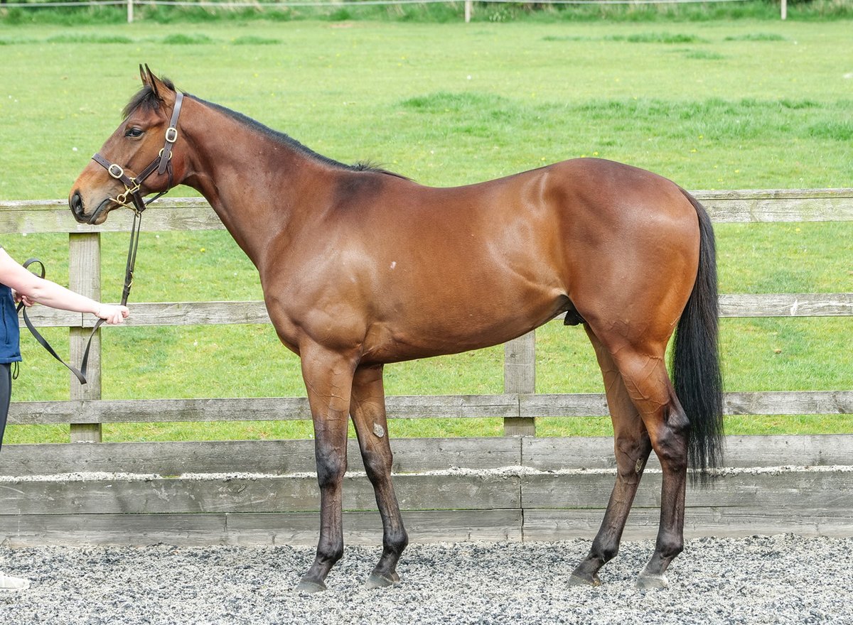 Continuing WOOTTON BASSETT's good day, Lot 193 sells to <a href="/SackvilleDonald/">Alastair</a> from Church Farm Stables' consignment for €820,000 late at <a href="/InfoArqana/">ARQANA</a> as the sixth most expensive offering of the sale. 
#CoolmoreSires #HomeOfChampions
