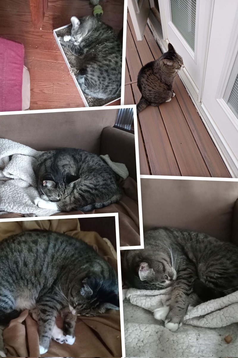 HillBilly_Baby's tweet photo. Happy #caturday from Jori Leigh! #CatsOfX #tabby #Hedgewatch #CatLovers #CatsAreFamily #seniorkitty https://t.co/2GLQwVVXOo
