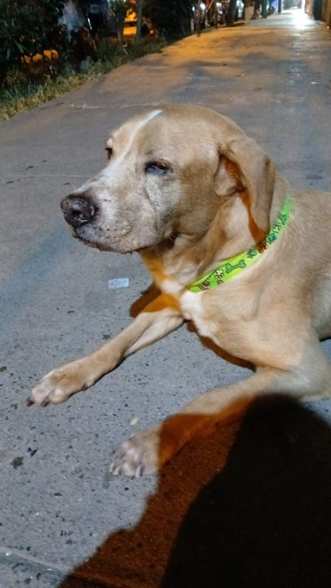 Paola310's tweet photo. Perrito atropellado esta por la iglesia de la Cúpula en Magdalena https://t.co/1QgXWRIgWS