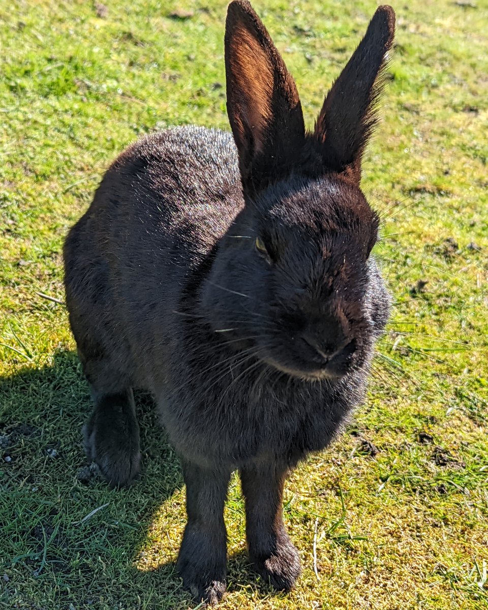 Picnicking at Jericho? Keep the rabbits off the guest list! 🐇

Jericho is home to a feral rabbit colony.  Gathering around feeding areas makes them vulnerable to predators and disease. 

Learn more: bit.ly/3ElKewC