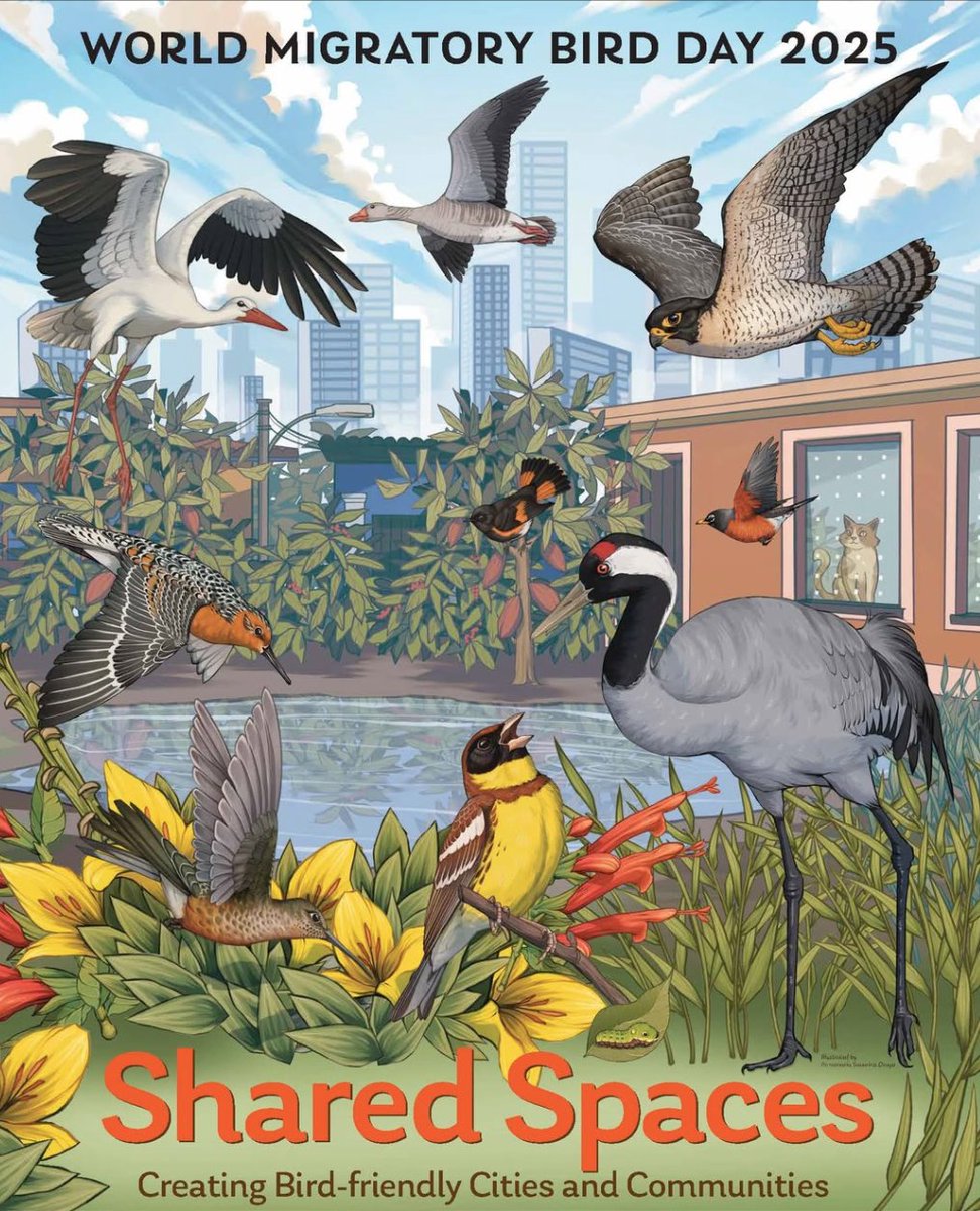 🌎️ Today is #WorldMigratoryBirdDay and #GlobalBigDay! 🦆🦉🦜
The theme of #WMBD2025 is: Share Spaces, Creating Bird-friendly Cities and Communities 🏙️🤲
Learn more at worldmigratorybirdday.org and participate by sharing your bird sightings today on eBird!

#BCBirdTrail #Birding