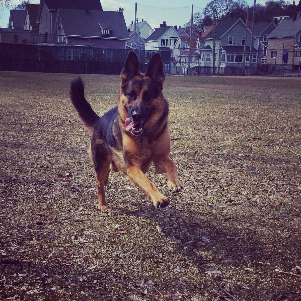 Today is international German shepherd day and I want to say thank you to the dog that saved my life Lola. You were and still are my heart and soul. 

#dogs #GermanShepherd #germanshepherdday