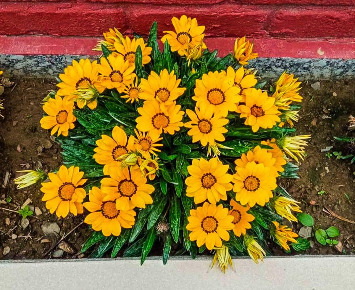 I've got a nice little airdrop of $DOOD.

So shill me your art on <a href="/SkurpySocial/">Skurpy</a> and <a href="/objktcom/">objkt</a> upto 3 XTZ....

I'll collect a few tomorrow and Monday! 

Meanwhile if you like, check my Genesis OE on Skurpy!

"Golden Radiance" - 1 XTZ
(Link in comments 👇)