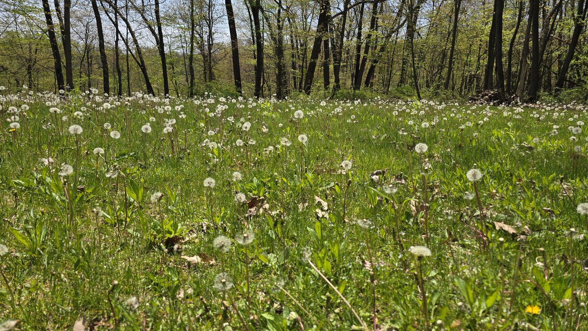 Happy No Mow May to those that celebrate 💐