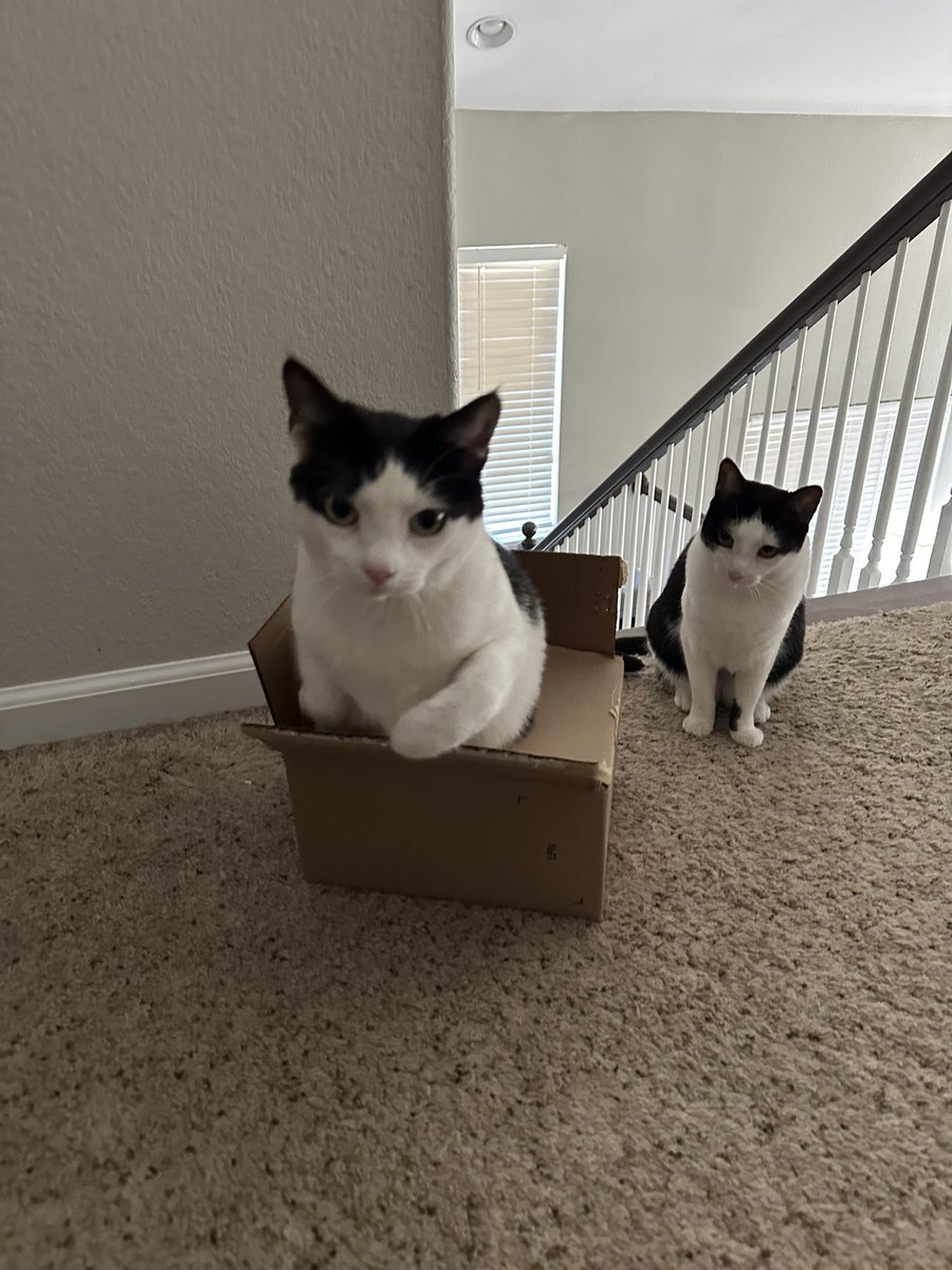 Ollie and Remi wish you all a happy caturday