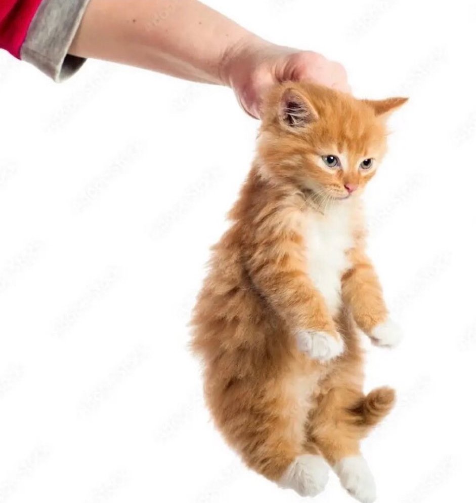 fyodorai's tweet photo. and despite everything.... MAMABASTIAN WITH HER KITTEN..... https://t.co/a5WIBdWybh