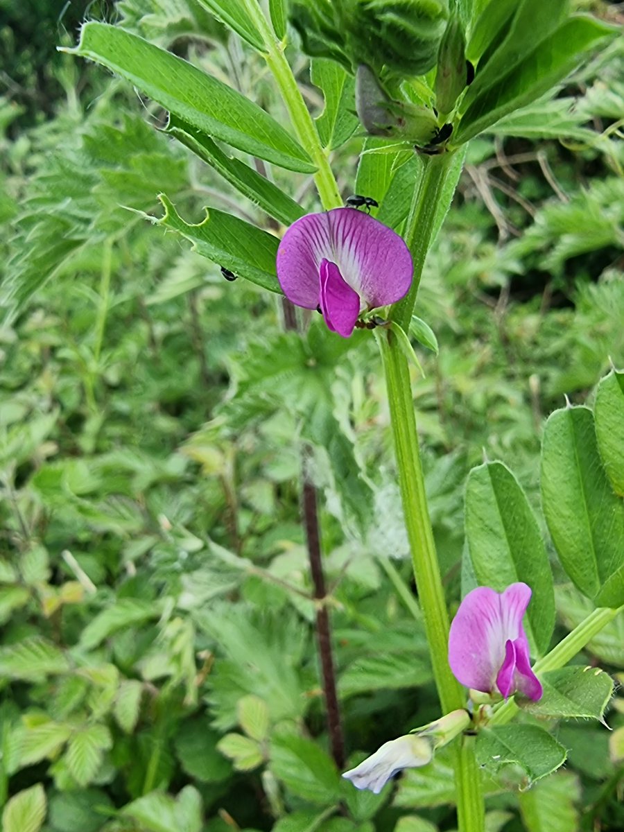 roriain's tweet photo. A great day for a stroll and #litter pick on the #BarrowTrack, from the stone seat down to Leighlinbridge and on to the 1st bridge. Red clover, horseradish & common vetch. #LeaveNoTrace https://t.co/Opxq1xT61f