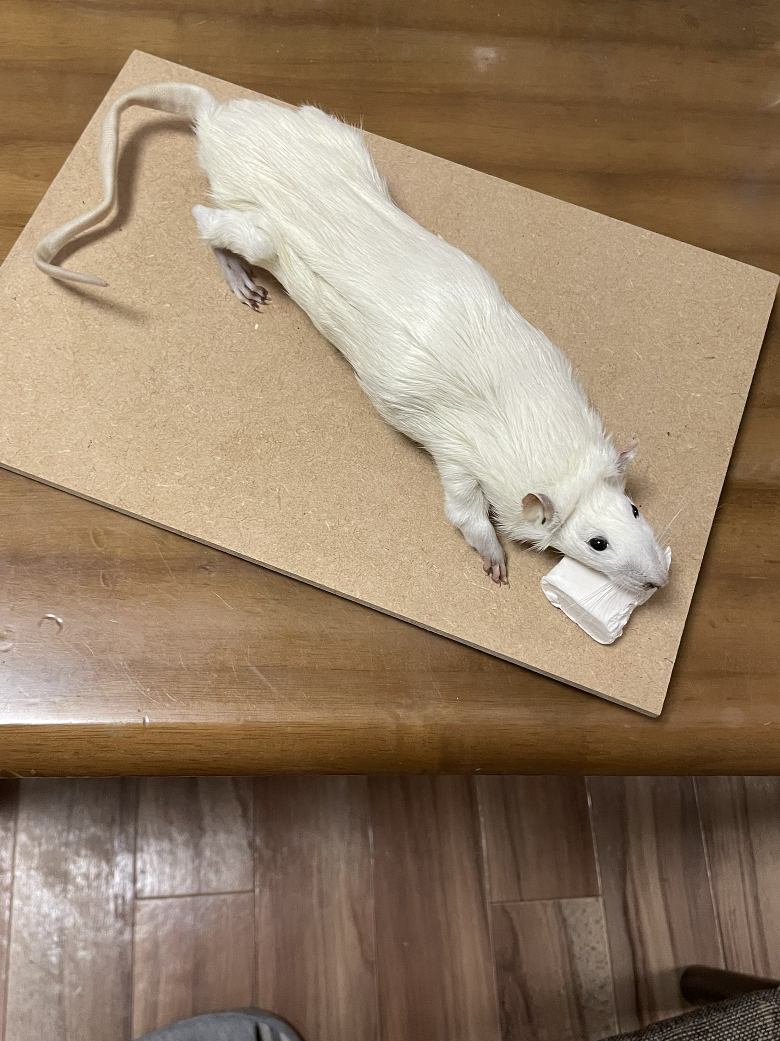 猪の剥製 剥製 - Search / X