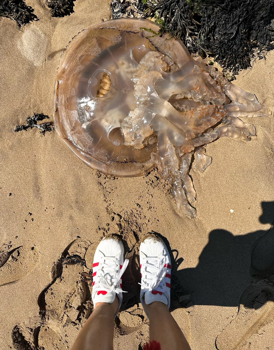 Sara O'Neill 🐚 tweet media