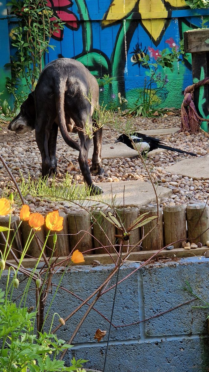 ChrisBa77029362's tweet image. Le Gazza Ladra.
#atitagain