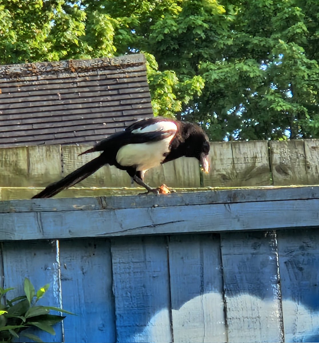 ChrisBa77029362's tweet image. Le Gazza Ladra.
#atitagain