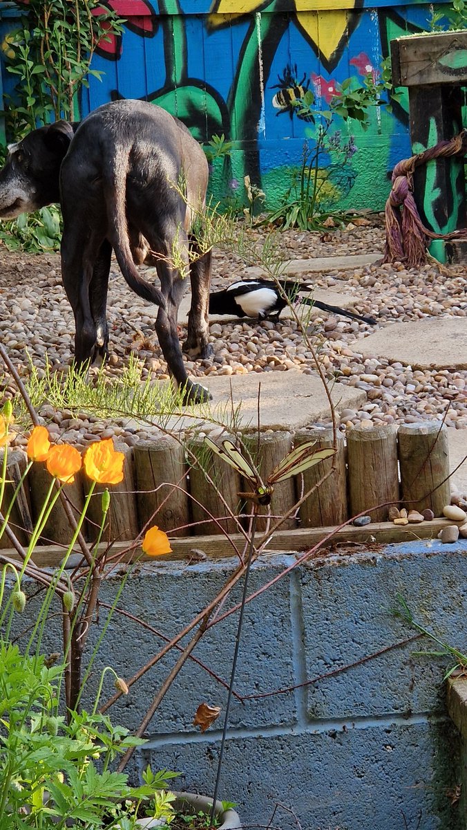 ChrisBa77029362's tweet image. Le Gazza Ladra.
#atitagain