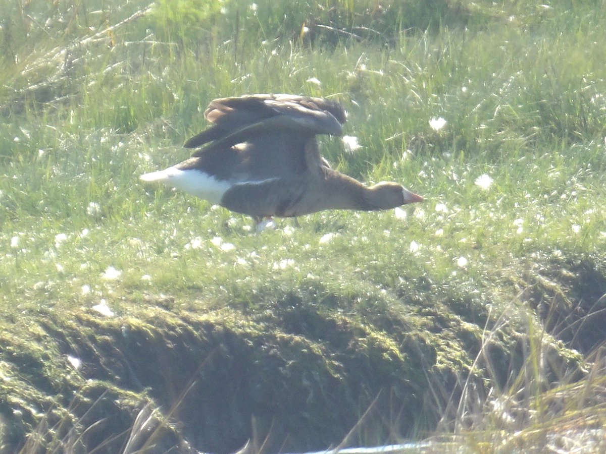 Great day at Swords Estuary with a male garganey and Russian White-fronted goose, both found by <a href="/Victor_Caschera/">Vittorio Caschera</a> .