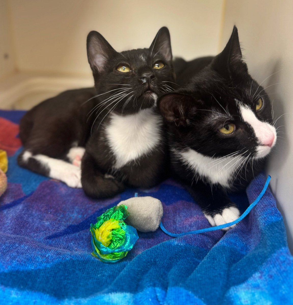 Maria Pulcinella (@mariapulcinella) on Twitter photo Meet Key + Peele 👋🏼
<a href="/phillypaws/">PAWS</a> Meet Key + Peele 👋🏼
<a href="/phillypaws/">PAWS</a>
