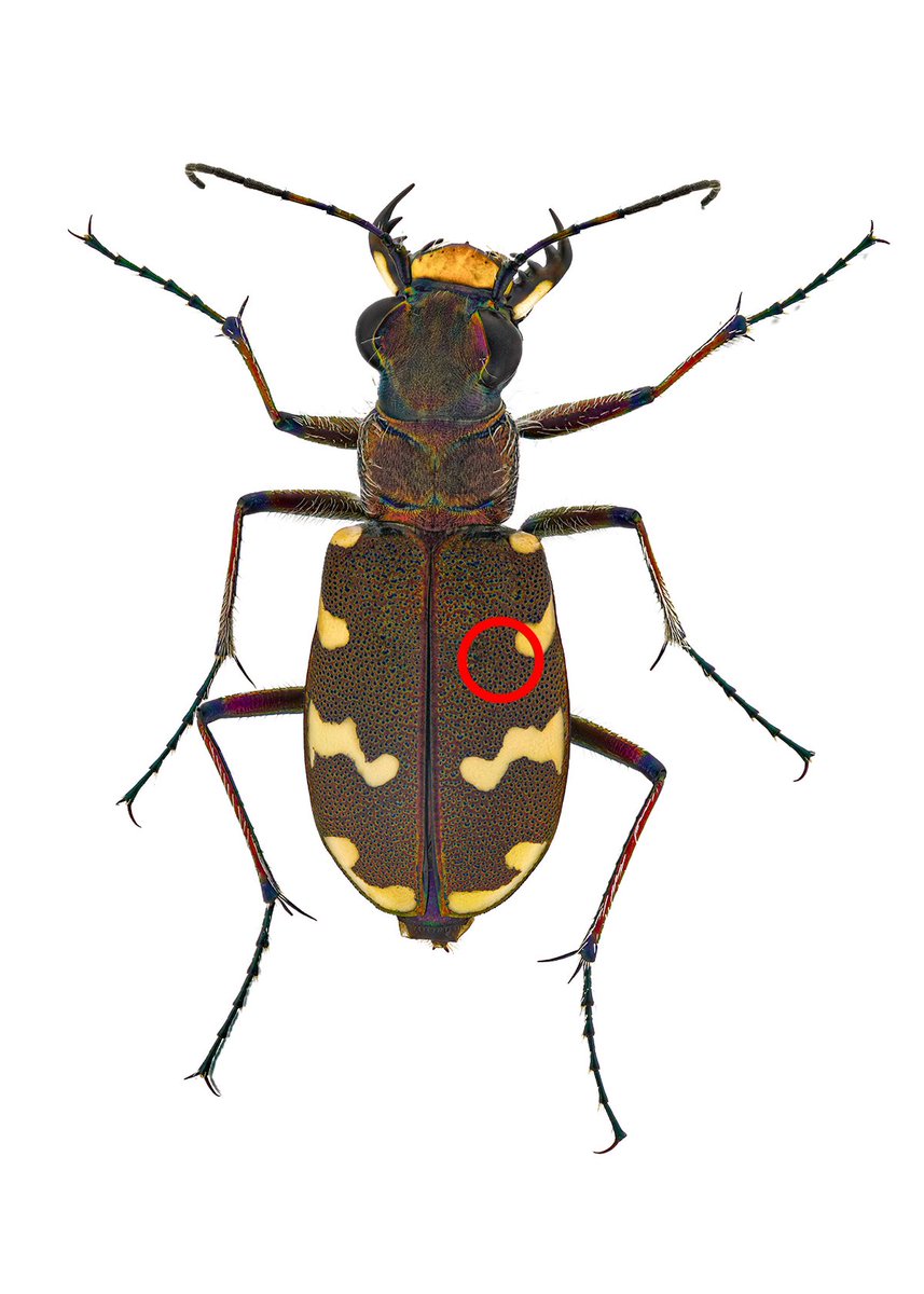🇬🇧Cicindela hybrida, tiger beetle. One reason to take a closer look is the colors. Due to the small distance between the colors in such a small space, we humans can often only perceive the mixed colors.

🇩🇪Cicindela hybrida, Dünen-Sandlaufkäfer. Ein Grund genauer hinzuschauen