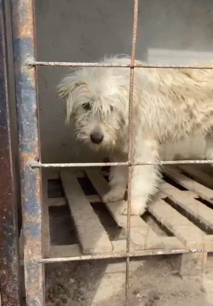 Bu çocuğu barınağa bırakmışlar. Diğerlerinden çok korkuyor. Tüyleri birbirine girmiş. 😔 Ankara ya da İstanbul'da geçici de olsa yuvanızı açarsanız yüzünü güldürüp, korkularını gideririz. Lütfen paylaşır mısınız? 
Barınakta uzun zaman kalamaz maalesef.