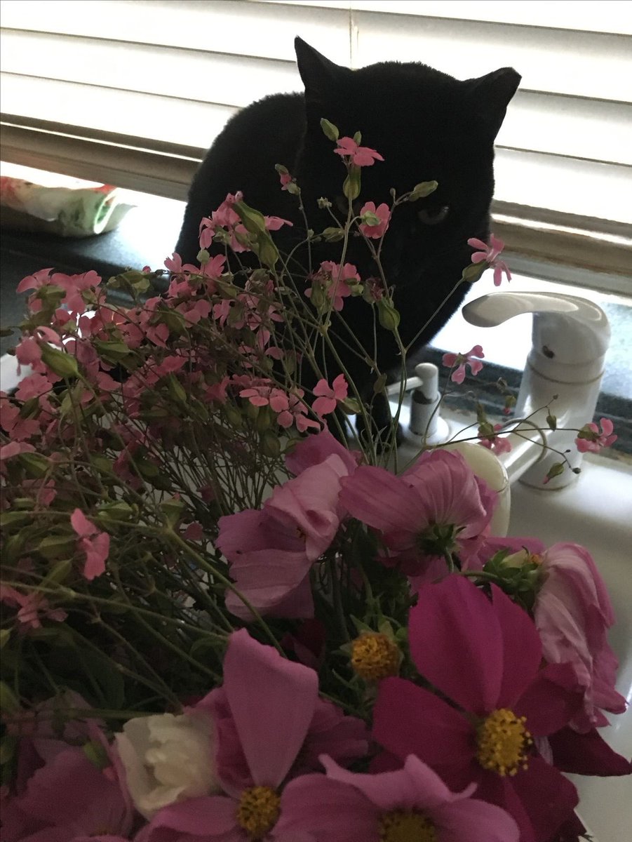 Хорошенький и злой