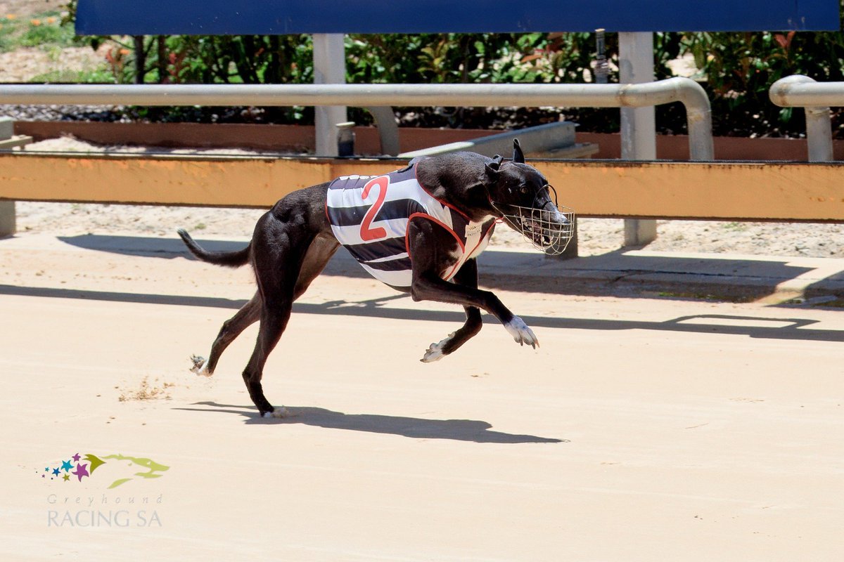 MAN FROM THE MOUNT MAIL

RACE 2 – MAGIC MACK (Box 8)
Chasing first win this year but looks well suited here and should be hard to beat.

RACE 7 – BOURNE SID (Box 4)
Racing well at this track and should continue on his winning way today in grade 6 company.

#weloveourdogs