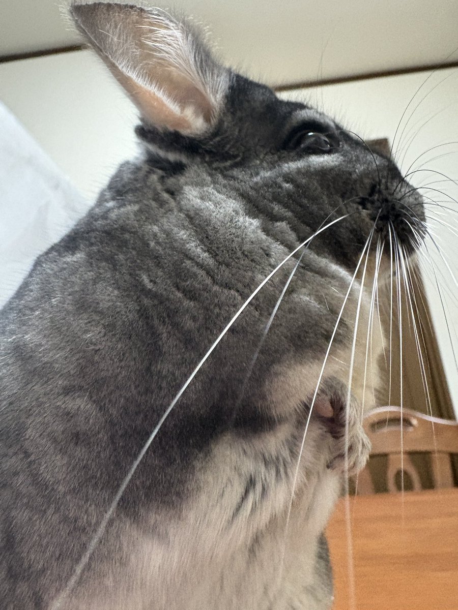 kotetsu_chilla's tweet image. 台所への扉を突破した後、なかなか帰って来ないと思ったらそういう事か💦
🐭僕の見えるところに美味しものがあったよ❤️ 何か問題でも?
#チンチラ