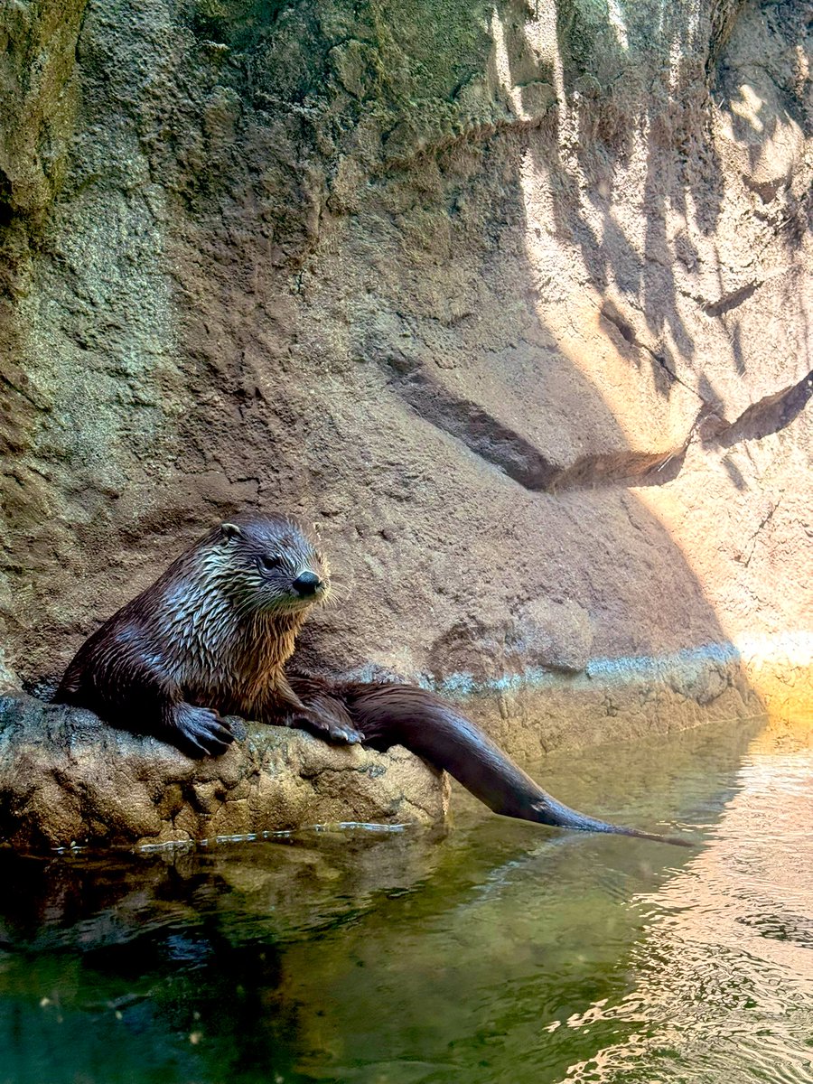 Señor Vega (@ronnyareth) on Twitter photo Ss visited <a href="/NCZoo/">North Carolina Zoo</a> and enjoyed a beautiful day outside while completing a fun scavenger hunt activity 🦁🐵🐻 | I was able captured my favorite one at the Zoo (Otter) 📸 | <a href="/eastcarymiddle/">East Cary Magnet Middle School</a> <a href="/shandua_ellis/">Shandua Ellis</a> <a href="/mlopez8science/">Melissa Lopez</a> <a href="/ParticipateLrng/">Participate Learning</a> Ss visited <a href="/NCZoo/">North Carolina Zoo</a> and enjoyed a beautiful day outside while completing a fun scavenger hunt activity 🦁🐵🐻 | I was able captured my favorite one at the Zoo (Otter) 📸 | <a href="/eastcarymiddle/">East Cary Magnet Middle School</a> <a href="/shandua_ellis/">Shandua Ellis</a> <a href="/mlopez8science/">Melissa Lopez</a> <a href="/ParticipateLrng/">Participate Learning</a>